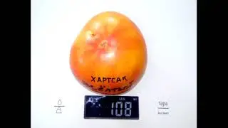 Томат Хартсак желтый Hartsack Yellow