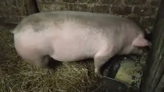 Рацион моих свиней