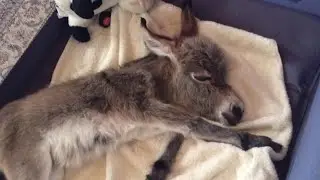 The tiny donkey grew up with dogs and considers himself one of them. Just look at this