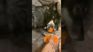 Наши встречи всегда бурные😍🐾 #собака #моясобака #собаки #животные