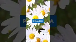 ТРАВЫ ДЛЯ ХОРОШЕЙ РАБОТЫ ЖЕЛЧНОГО👇🏼#полезно #лайфхак #желчныйпузырь