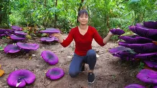 Harvest 1000 Year Old Reshi Mushroom (Ganoderma Lucidum) Goes To Market Sell | New Free Bushcraft