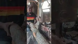 Rajang pucuk kayu suren bannya ranting 