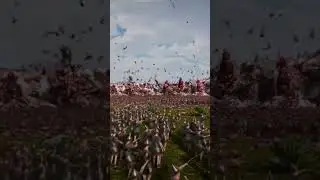 Giant Chicken War