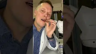 Насекомые для еды 