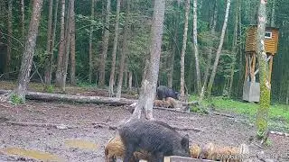 Кабаны. Арбузиков вывели на подкормочную) фото и видео с фотоловушек Егерькам.