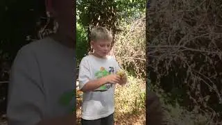 Кушаем дикие лимоны с куста