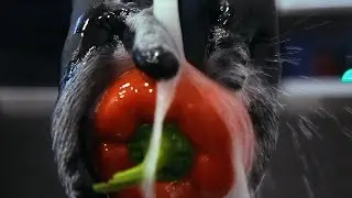 Промо видео ресторана здорового питания GREEN FOOD CAFE | Wellness food cafe