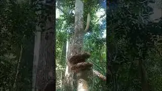 Бесконечно можно смотреть на три вещи на горящий огонь, на бегущую воду, и на сетчатого питона, высо