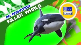 Green Screen Orca Killer Whale 3D Animation PixelBoom