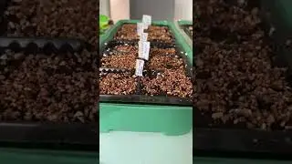 Флажки для рассады. Так себе конечно Лайфхак 😂 но мне нравится