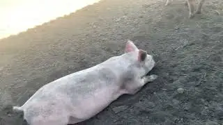 Свинкам полгода