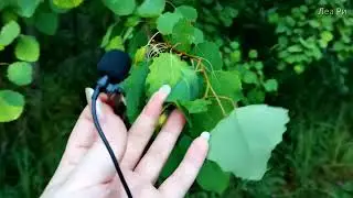 ASMR на природе🌿АСМР Мистический туман в лесу🌲Звуки природы, пение птиц, шепот на петличку LoFi
