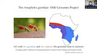 Anopheles and the journey from a reference genome to a thousand genomes to spatiotemporal genomics