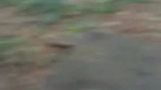 МОЄ СТАРЕ ВІДЕО! ПРИРОДА ЛІС ТУТ МИ ОДДИХАЄМ, ТУТ СТОЛИК НАШ, КАВУН ОСТАВСЯ!