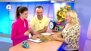 НАСТОЯЩИЙ КОТ БАНДИТО! Фонд помощи бездомным животным 