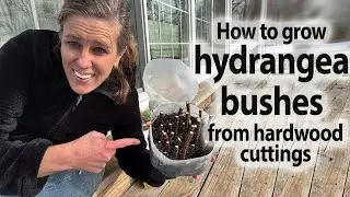 How to Grow Hydrangeas From Hardwood Cuttings For Free In The Winter