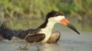 Estrenamos ´Pequeños grandes momentos de la naturaleza´