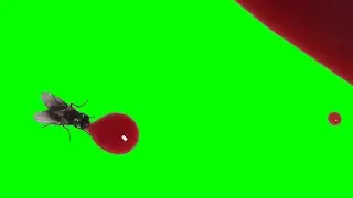 Fly Drinks Blood (stage blood) Flies Away - Green Screen [+Blue & Brown Liquid]