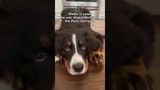 My Dog Was DISQUALIFIED From the Paris Olympics 🤯 #bernesemountaindog #olympics #paris2024