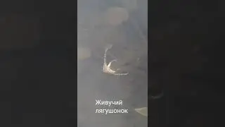 #щука