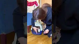 КАК ЧАПИТОСИКАМ ПОВЕЗЛО!😳😳😳
