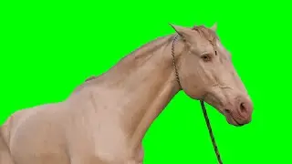 Horse - Green Screen (free) - Make a Green Screen Video!