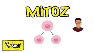 Mitoz Bölünme / 7. Sınıf