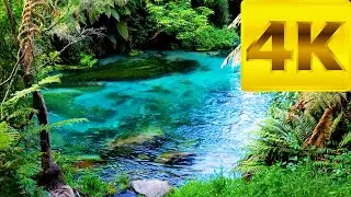 Blue Springs Putaruru, Waikato New Zealand | 4K