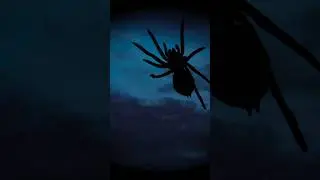 Estoy muy cerca… 🕷️