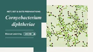 Corynebacterium diphtheriae