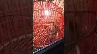 Кабки побанди