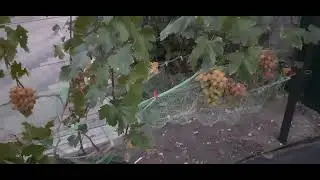 Полив винограда при созревании ягоды