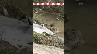 Чистим пёрышки 🦆
