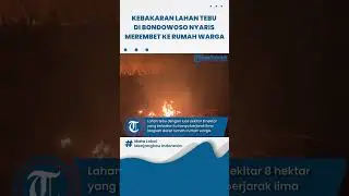 Kebakaran Lahan Tebu Seluas 8 hektar di Bondowoso, Nyaris Merambat ke Rumah Warga di Bondowoso