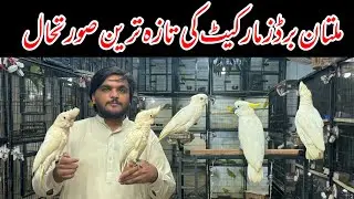 Multan Sunday Birds Rasheedabad latest Update 07 September 2024