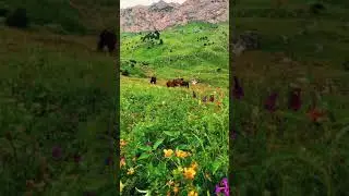 Very beautiful landscape  nature  Kyrgyzstan/ Очень красивая природа Кыргызстана . Альхамдулиллах
