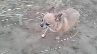 чихуахуа 

Новый член семьи🐕