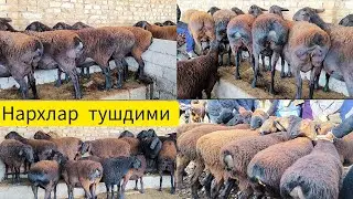 Сариосиё пайшанба бозори куйлар нархи тушди