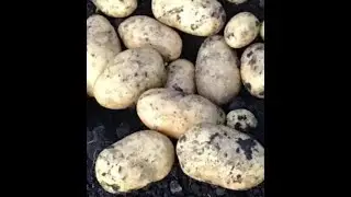 Урожайность картофеля из супермаркета. Поменяла семена картофеля.