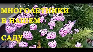 Многолетники в нашем саду Экскурсия