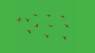 Flying  Birds Green Screen  Effects  No  Copyright[Animal] 