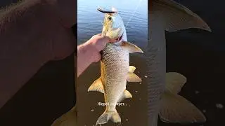 #fishing