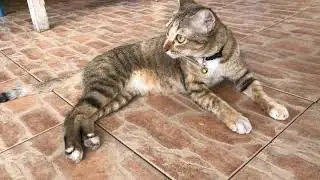 Adorable Meow 7