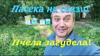 ✅ Медует белый клевер! Пчела заработала! #ПЧЕЛОВОДСТВО9