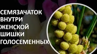 3.  Семязачаток внутри женской шишки голосеменных