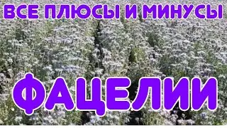 ВСЕ О ФАЦЕЛИИ.ВСЕ ПЛЮСЫ И МИНУСЫ ЭТОГО МЕДОНОСА.ПЕРВОЦВЕТЫ.КРАСОТА,УДОБРЕНИЕ,ПОЛЬЗА.