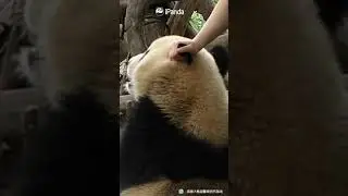 Моя няня может потрепать меня за ушки, когда захочет|CCTV Русский