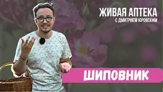 ШИПОВНИК // Живая Аптека // 2 сезон