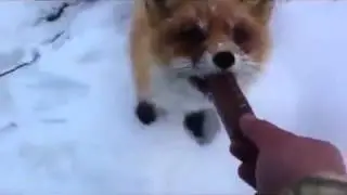 Накормил лису сникерсом